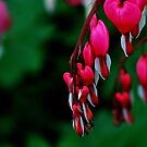 Lamprocapnos Spectabilis by axp7884