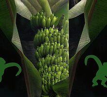 ☃ MM FRESH BANANAS CAPTURED IN SRI LANKA AMAZING HOW THEY GROW☃ by ✿✿ Bonita ✿✿ ђєℓℓσ