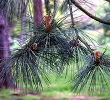 The Developing Pine by Paul Dean