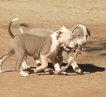 It's Mine! It's Mine! by Ginny York