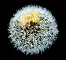 Dandelion Clock by petzl