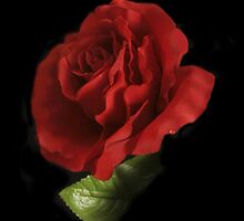 .இڿڰۣ-ڰۣ—THE LOVLINESS OF A ROSE.இڿڰۣ-ڰۣ— by ✿✿ Bonita ✿✿ ђєℓℓσ