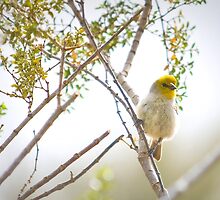 " Nest Building" by Diana Graves Photography
