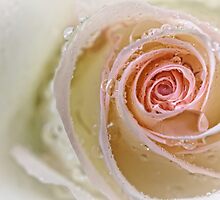 Tenderness... by Bob Daalder