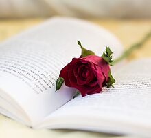 Book & Rose by june25thfoto