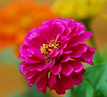 Why not be happy by Bree Waltman