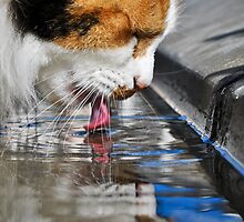 Tasting The Rain by PhotoFox