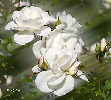 Purity of Wisdom - IMPORTANT, Please read. by Nira Dabush