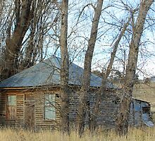 Retired among the trees by Tim Coleman