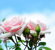 Rose in Heaven by 7horses