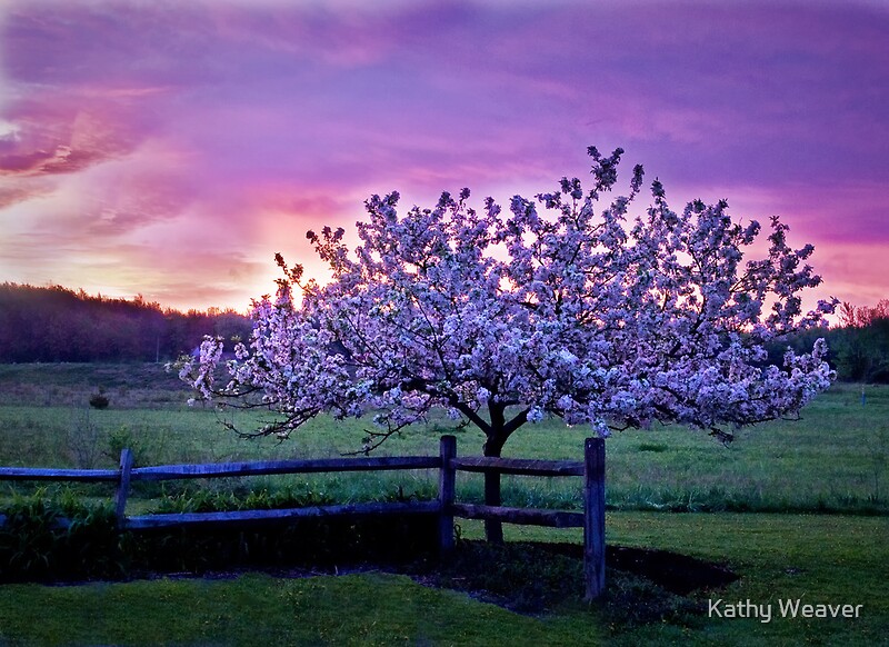 &amp;quot;Apple Blossom Sunrise &amp;quot; by Kathy Weaver | Redbubble