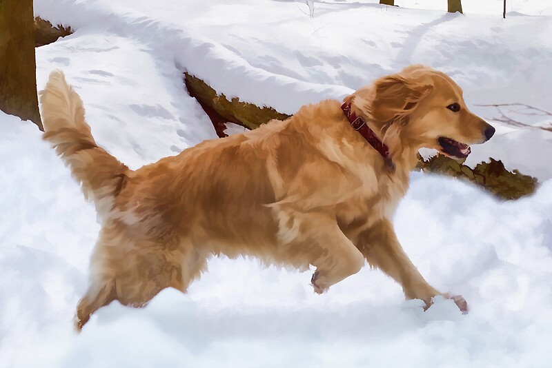 snow golden retrievers quot golden retriever in snow quot by delores knowles redbubble snow golden retrievers quot golden retriever in snow quot by delores knowles redbubble