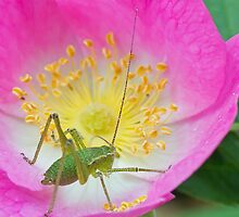 Speckled Bush Cricket Nymph by MikeSquires