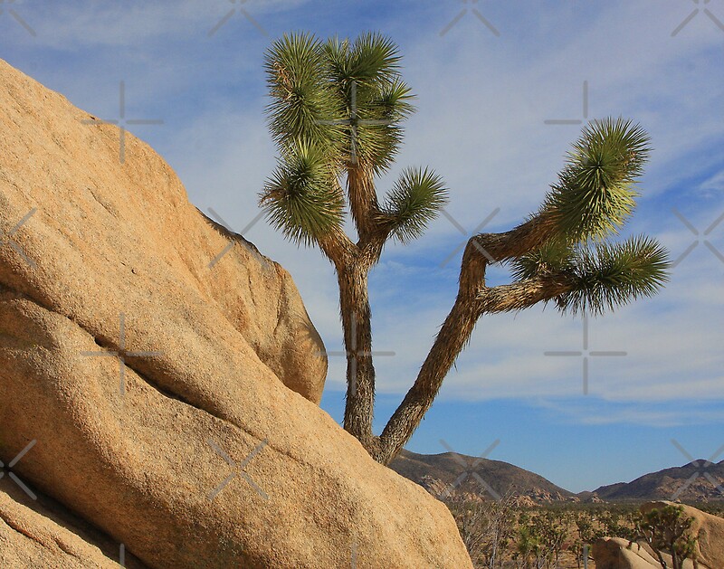 "Joshua Tree National Monument" by CarolM Redbubble
