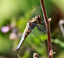Wing Detail by missmoneypenny