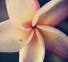 Like Sugar Kisses by Laurie Search