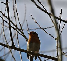 Singing Bird by photosbyJT