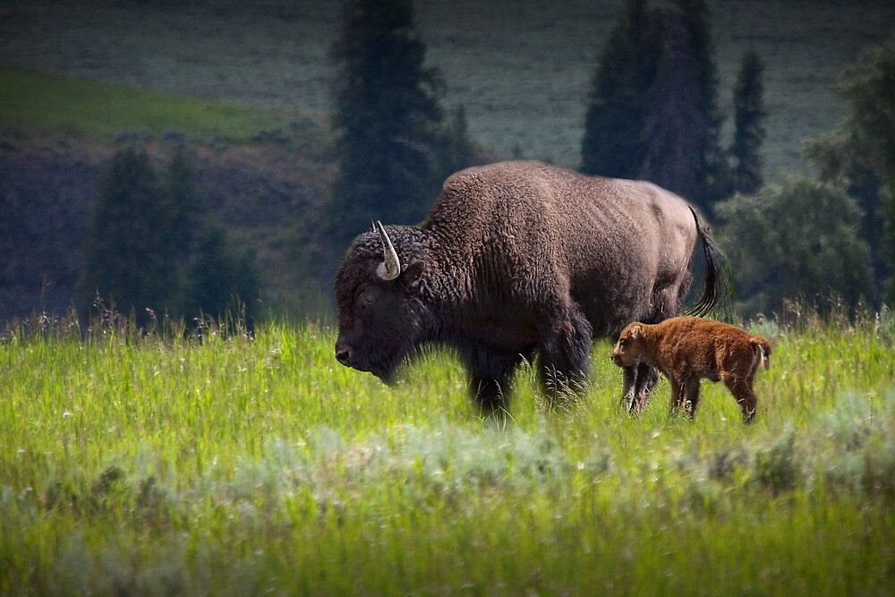 Escort in Wood Buffalo