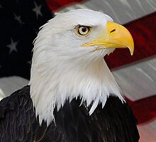 Mr. Bald Eagle by Charles McFarlane