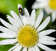untitled by Cranemann