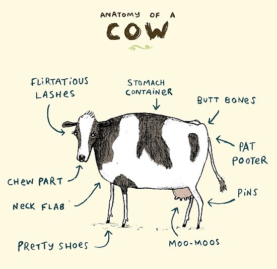 Anatomy+of+Cow+Udder Sophie Corrigan › Portfolio › Anatomy of a Cow