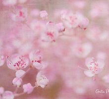 Soft Kisses on a Summer's Day by Anita Pollak