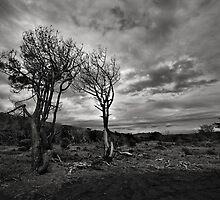 Natures Struggle by Peter Denniston