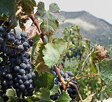 Merlot Ready by Lucinda Walter