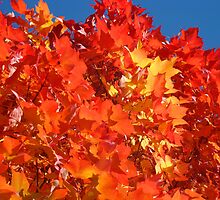 RED Nature Art Prints Orange Yellow Autumn Leaves Trees by BasleeArtPrints