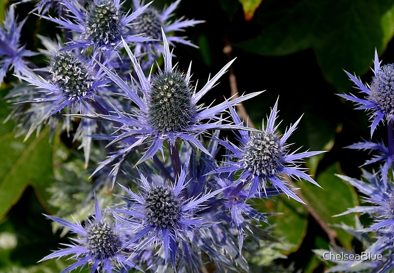 "Blue Thistle (Eryngium)" by ChelseaBlue Redbubble