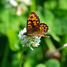 Spotted Wood Butterfly by Andrew Pounder
