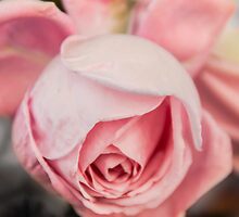 Pink Rose by Sotiris Filippou
