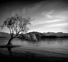 Lonely Tree by PerkyBeans