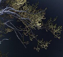 Night by Lois Bryan