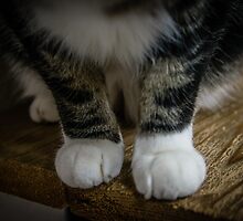 fluffy marshmallows by maria miller