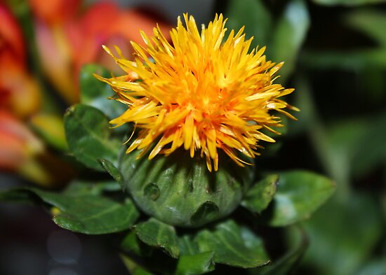 quot safflower carthamus tinctorius quot by anndixon redbubble quot safflower carthamus tinctorius quot by anndixon redbubble