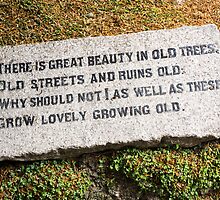 words for the aged by Anne Scantlebury