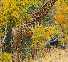 Giraffe in Ordeal trees by Linda Sparks