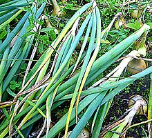 Organic Onions Ready To Be Harvested by Fara