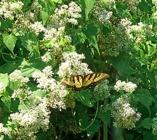 alabama vines flowering Vivian and vine Butterfly Swallowtail Hemp Yellow Eagleson by Climbing