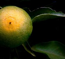 A Tangerine Grows by paintingsheep
