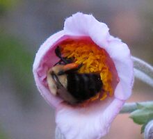 The flower and the bee love affair by MarianBendeth