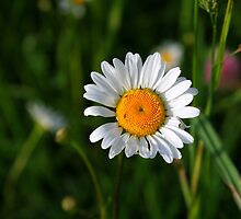 Single flower by AhaC