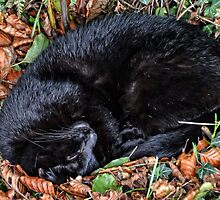 Guess who l found under the Hedgerows at Ferne Animal Sanctuary by lynn carter
