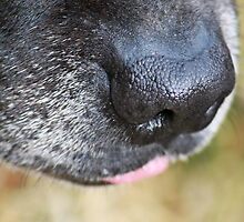 He who knows - Nose by Vicki Childs