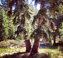 Two Trees in Tahoe by omhafez