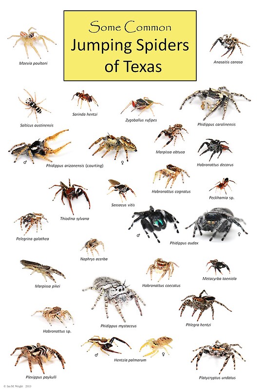 Jumping Spiders of Texas Poster" by ianmwright86 Redbubble