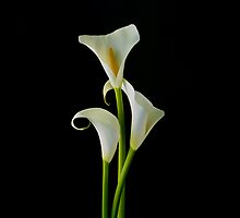 Secret Lovers by Jeffrey Sinnock