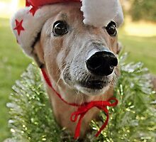 Christmas Holly by GreyhoundSN