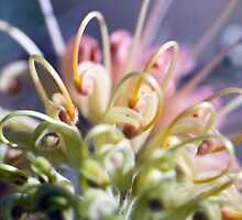 Inner Workings of the Grevillea by jayneeldred